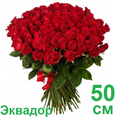 Опт СПб: 101 роза 50 см (Эквадор)