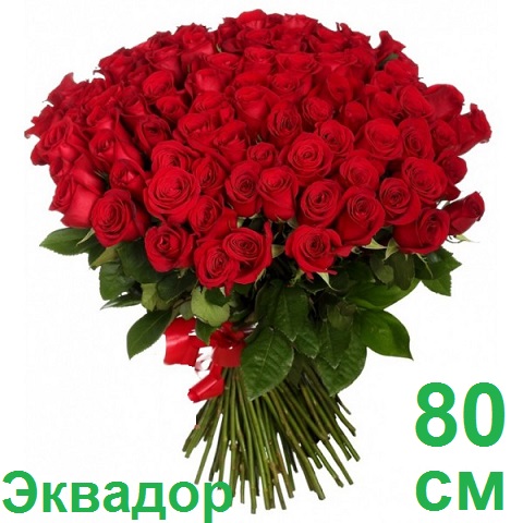 Опт СПб: 101 роза 80 см (Эквадор)