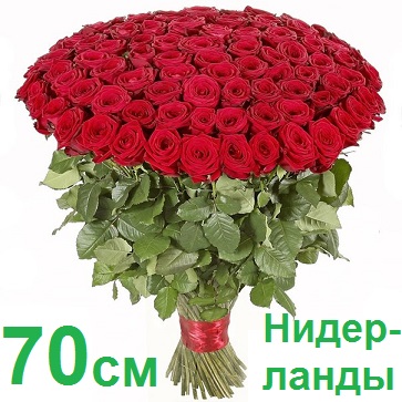 Опт СПб: 101 роза 70 см (Голландия)