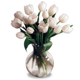 15 белых тюльпанов