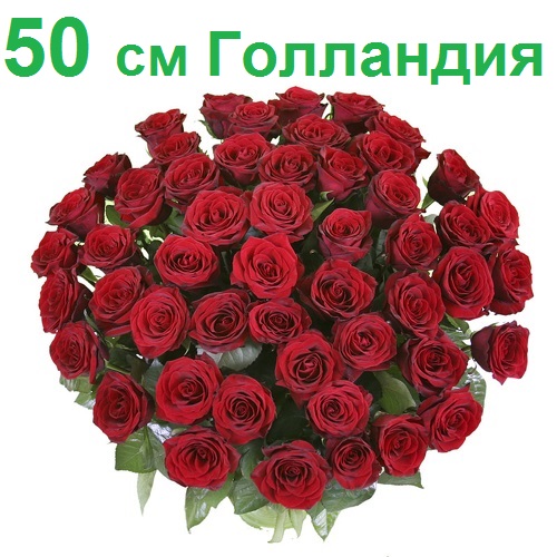 Опт СПб: 51 роза 50 см (Голландия)