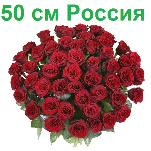 Опт СПб: 51 роза 50 см (РФ)