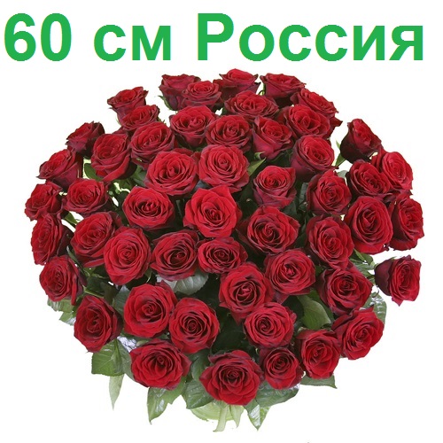 Опт СПб: 51 роза 60 см (РФ)