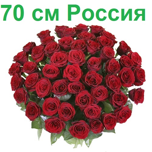 Опт СПб: 51 роза 70 см (РФ)