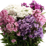 Флокс