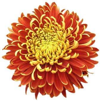 Хризантема