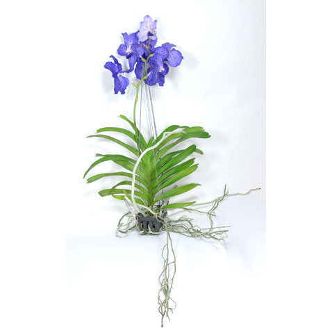 Орхидея ванда (подвесная)