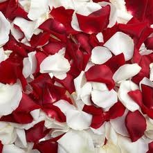 Красные и белые лепестки роз