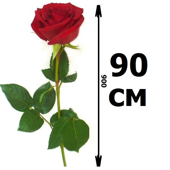 Розы 90 см