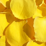 Желтые лепестки роз