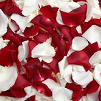 Красные и белые лепестки роз